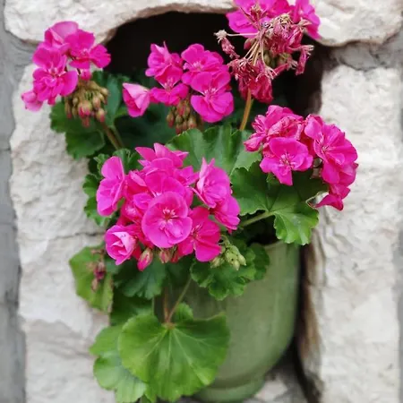 Ahava Buza Dubrovnik