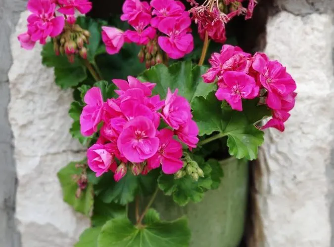 Ahava Buza ドゥブロブニク