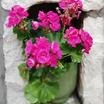 Ahava Buza Dubrovnik